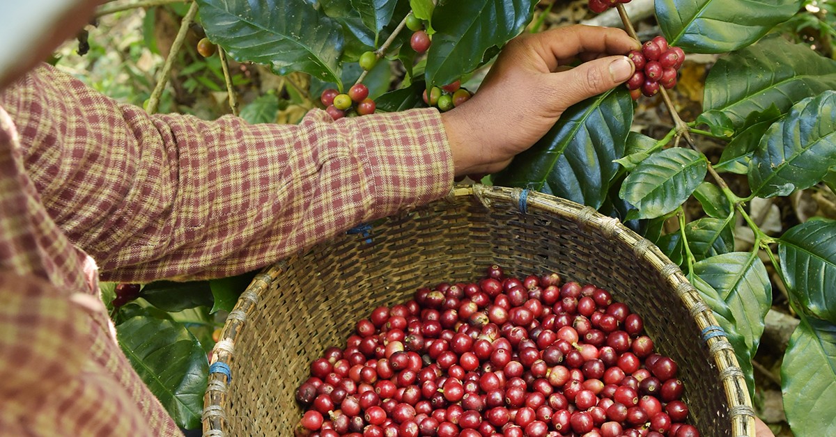Foto notícia - O Café Brasileiro Entre Heróis do Campo e Parasitas da Burocracia