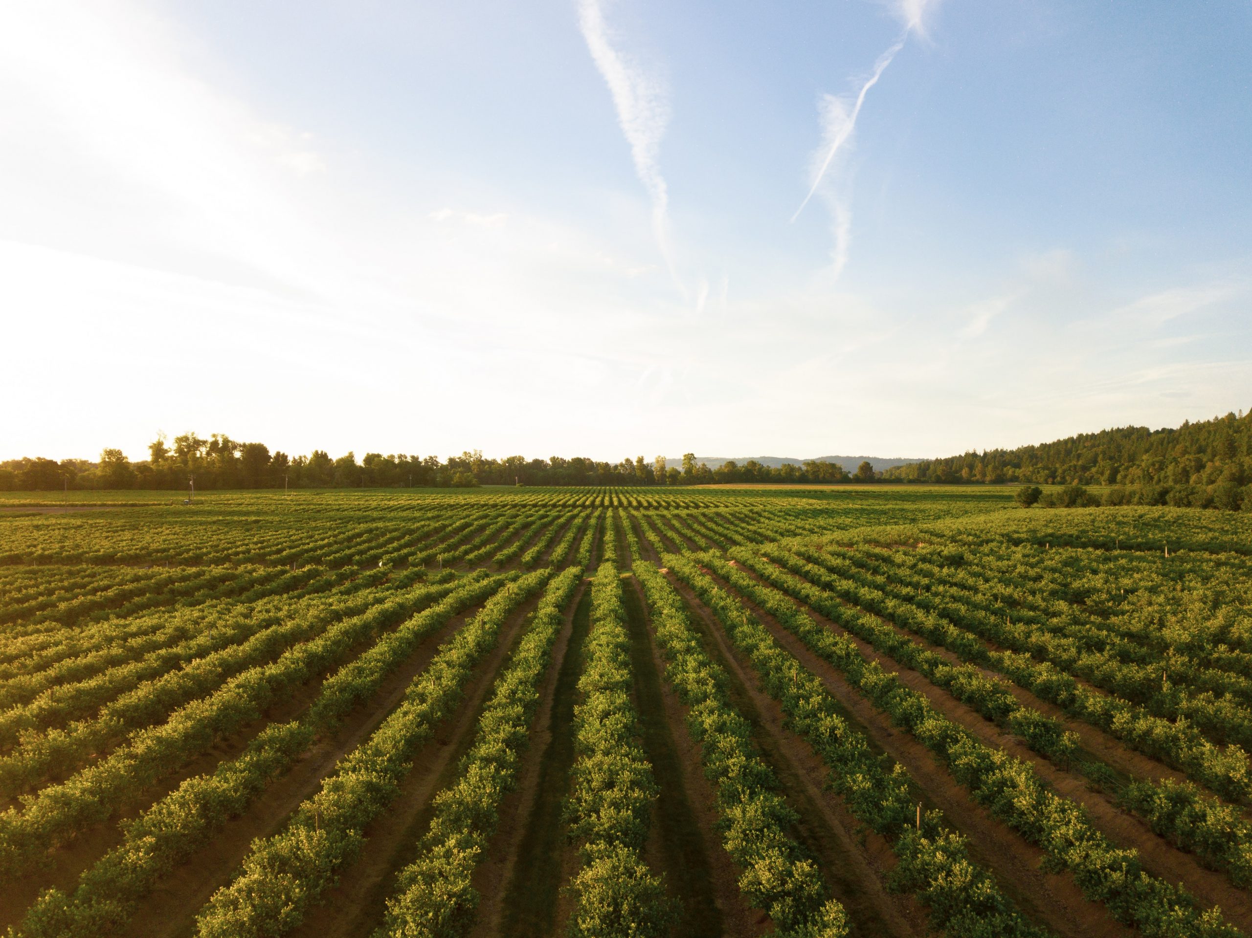 Foto notícia - A vibrante agricultura brasileira